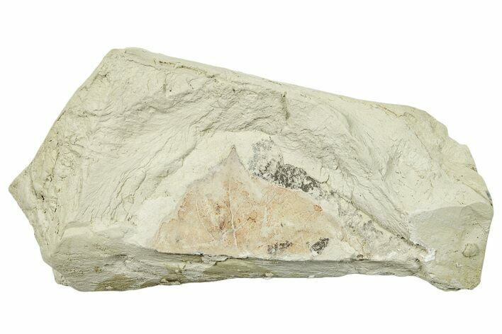 Miocene Fossil Leaf - Augsburg, Germany #254106